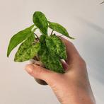 Syngonium mottled mojito, Huis en Inrichting, Kamerplanten, Ophalen of Verzenden, Overige soorten, Minder dan 100 cm