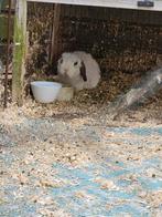 2 Dwerg konijnen met hok gratis!, Dieren en Toebehoren, 90 cm of meer, Konijn, 110 cm of meer, Gebruikt
