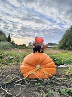 Reuzenpompoen Zaden - 478kg kampioen!, Tuin en Terras, Ophalen of Verzenden, Eenjarig, Overige soorten, Volle zon
