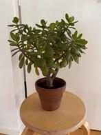 Crassula Ovata, jadeplant, geldboom 45 cm hoog, Huis en Inrichting, Ophalen, Vetplant, Halfschaduw, Minder dan 100 cm