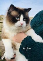 Ter dekkking: prachtige Ragdoll Seal bicolor dekkater Archie, 3 tot 5 jaar