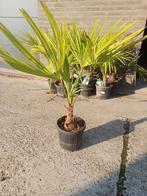 Trachycarpus fortunei, Ophalen of Verzenden, Bloeit niet, Overige soorten, Volle zon