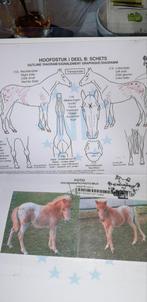 Hengstveulen mini Appaloosa te koop, Dieren en Toebehoren, Pony's, Hengst, A pony (tot 1.17m), Met stamboom, 0 tot 2 jaar