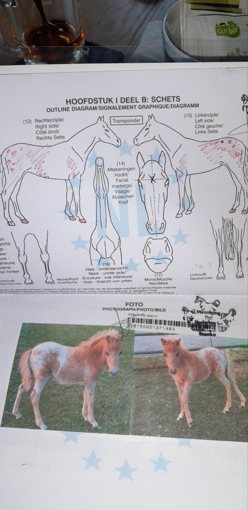 Hengstveulen mini Appaloosa te koop, Dieren en Toebehoren, Pony's, Hengst, A pony (tot 1.17m), 0 tot 2 jaar, Met stamboom