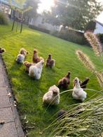 Broedeieren USA Zijdehoen (volop beschikbaar), Dieren en Toebehoren, Pluimvee, Geslacht onbekend, Kip