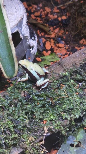 Epipedobates hoogland tricolor  beschikbaar voor biedingen