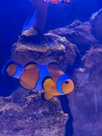 Koppeltje anemoon vissen amphiprion zeeaquarium, Vis, Zoutwatervis, Schoolvis