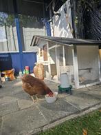 kippenhok 2 handtamme kipjes van 23 weken met 20 kilo voer, Ophalen, Zo goed als nieuw, Kippenhok of Kippenren