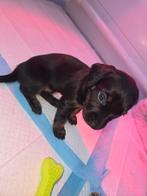 Teckel Daschund x Jack russel gladhaard pups  puppy, CDV (hondenziekte), 8 tot 15 weken, Korthaar, Dwerg