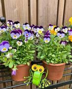 Viooltjes mix zaden, Verzenden, Volle zon