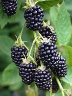 FRUITSTRUIKEN VOOR DE KLEINERE TUIN, Ophalen, Minder dan 100 cm, Lente, Volle zon