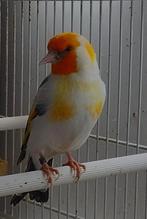 witkop majoor putter mannen, Mannelijk, Wildzangvogel, Geringd