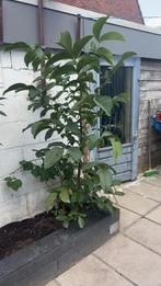 Walnoten boom, Tuin en Terras, Planten | Bomen, Herfst, Overige soorten, 100 tot 250 cm, Ophalen