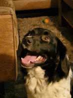 Herplaatsing Blauwe Friese Stabij, Rabiës (hondsdolheid), 1 tot 2 jaar, Eén hond, Nederland