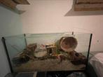 ( terrarium ) hamsterscaping/kooi, Minder dan 60 cm, Gebruikt, 75 tot 110 cm, Hok