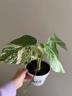 🌿 Monstera Deliciosa Variegata – zelfgekweekt 🪴, Ophalen of Verzenden, Overige soorten, Halfschaduw, Minder dan 100 cm