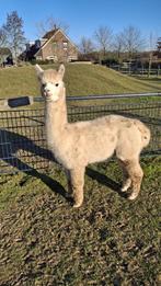 Alpaca hengst, super lief, kleur white, 07-2022, Juli, Mannelijk