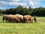 Coburger Fuchs rammen, Mannelijk, Schaap, 0 tot 2 jaar