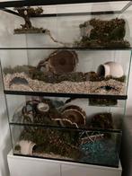 Twee hamster Terrarium met schuifruiten met plateaus, 90 cm of meer, Minder dan 75 cm, Zo goed als nieuw, Hok