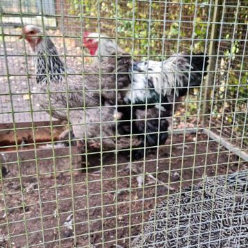 Fantastisch trio Brahma Brahma's zilverpatrijs geringd 2 hen beschikbaar voor biedingen