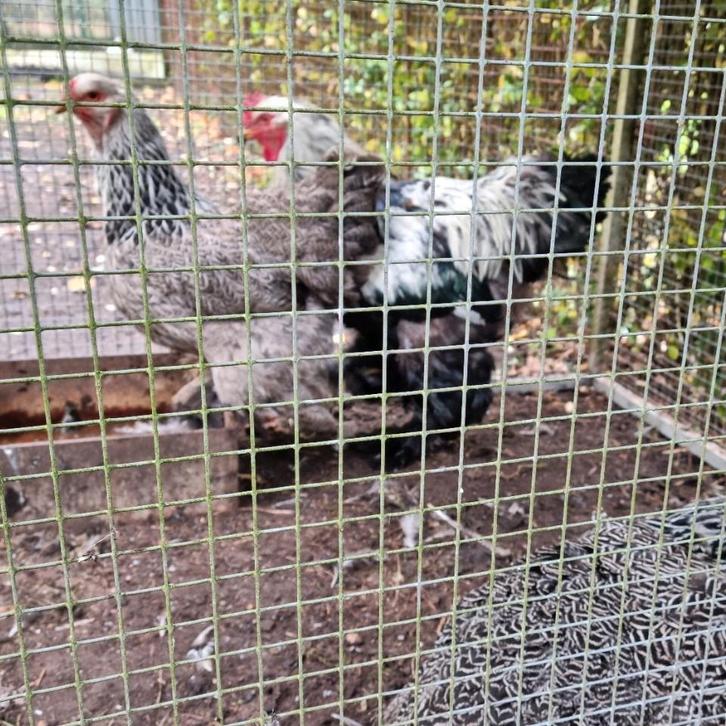 Fantastisch trio Brahma Brahma's zilverpatrijs geringd 2 hen, Dieren en Toebehoren, Pluimvee, Kip, Meerdere dieren