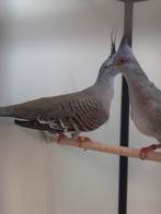 1-1 Australische kuifduif, Meerdere dieren, Tropenvogel, Geringd