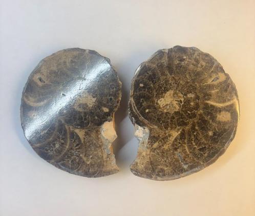 Ammoniet fossiel (1), Verzamelen, Mineralen en Fossielen, Fossiel, Ophalen of Verzenden