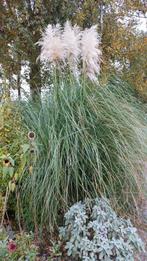 Grote volle pampasgras, pampas gras, Ophalen, Vaste plant, Siergrassen, Volle zon