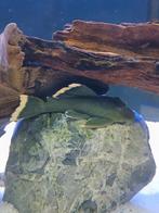 L047 magnum pleco (+/- 12 cm), Vis