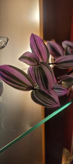 Hangplant tradescantia nanouk, Ophalen, Halfschaduw, Minder dan 100 cm