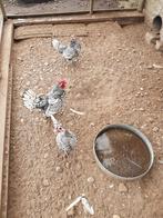 Broedeieren Sebright kriel kippen, Dieren en Toebehoren, Pluimvee, Kip, Geslacht onbekend