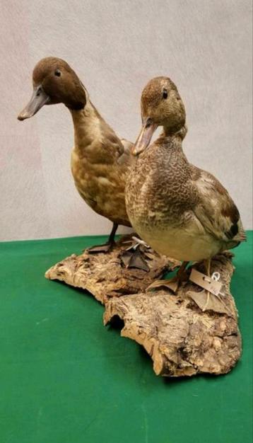 Koppel eenden, taxidermie opgezette eendjes, woerd en eend beschikbaar voor biedingen