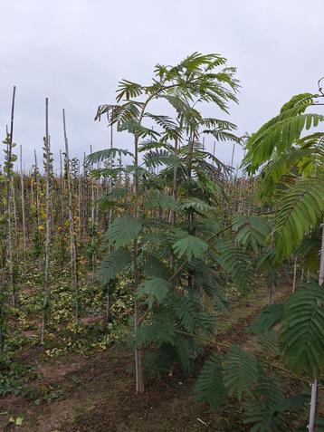 Albizia julibrissin slaapboom 🌿🌺 beschikbaar voor biedingen
