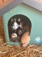 Lieve moederpoes opzoek naar een warm thuis🐾, Dieren en Toebehoren, Katten en Kittens | Overige Katten, Meerdere dieren, Kortharig