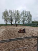 Rusthuis/pensioenstal plek v. 2 ruinen!!, Dieren en Toebehoren, Stalling en Weidegang, Weidegang, 2 of 3 paarden of pony's