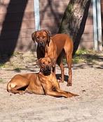 Prachtige rhodesian ridgeback pups, Dieren en Toebehoren, 8 tot 15 weken, Meerdere, Meerdere dieren, Nederland