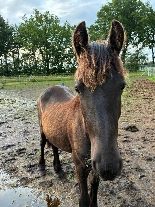Fries jaarling merrie, Dieren en Toebehoren, Paarden, Merrie, Niet van toepassing, 160 tot 165 cm, 0 tot 2 jaar, Met stamboom