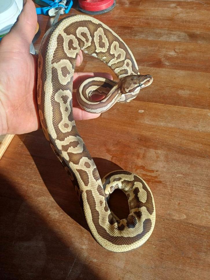 Mojave leopard yellowbelly man koningspython. Ball Python - male for sale from davelozevissertje