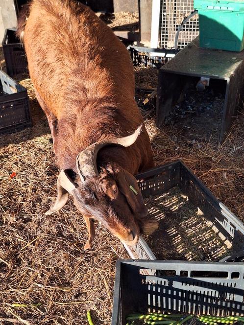Red Kalahari bok, Dieren en Toebehoren, Schapen, Geiten en Varkens, Geit, Mannelijk, 3 tot 5 jaar