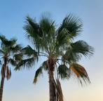 Makkelijk kiemende palmboom zaden, Tuin en Terras, Bloembollen en Zaden, Gehele jaar, Ophalen, Zaad, Volle zon