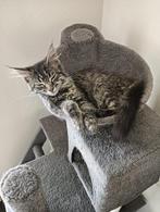 Maine coon kitten (poes), Poes, Ontwormd, 0 tot 2 jaar