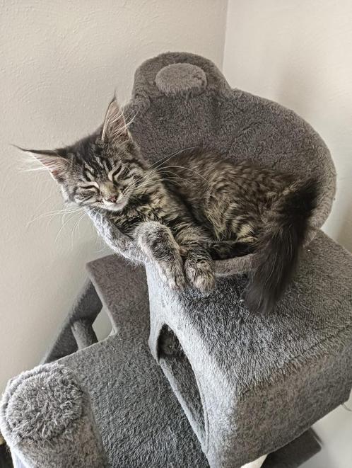 Maine coon kitten (poes), Dieren en Toebehoren, Katten en Kittens | Raskatten | Langhaar, Poes, 0 tot 2 jaar, Ontwormd, Ingeënt