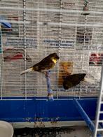 Kanaries, Meerdere dieren, Kleurkanarie