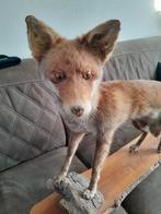 Opgezette vos, Verzamelen, Dierenverzamelingen, Ophalen, Zo goed als nieuw, Wild dier, Opgezet dier