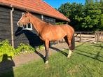 Drie jarige springgefokte merrie, Dieren en Toebehoren, Paarden, Merrie, 3 tot 6 jaar