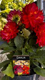 Dahlia, Tuin en Terras, Planten | Tuinplanten, Ophalen, Zomer, Overige soorten, Volle zon