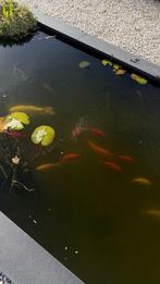 Goudvissen gratis, Dieren en Toebehoren, Goudvis(sen)