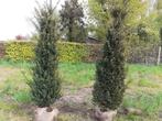 Mooie volle taxus baccata van 80 cm tot 275 cm, Ophalen of Verzenden, Taxus, 100 tot 250 cm