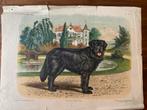 Oude prent Newfoundlander hond - 1910, Ophalen of Verzenden