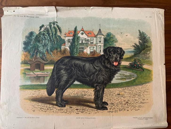 Oude prent Newfoundlander hond - 1910, Antiek en Kunst, Kunst | Etsen en Gravures, Ophalen of Verzenden